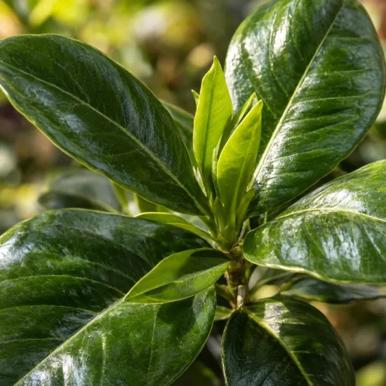 Gardenia rustique à fleurs doubles 'Magnifica' (Gardenia augusta) — gros plan sur feuillage vert luisant · Photo d'illustration