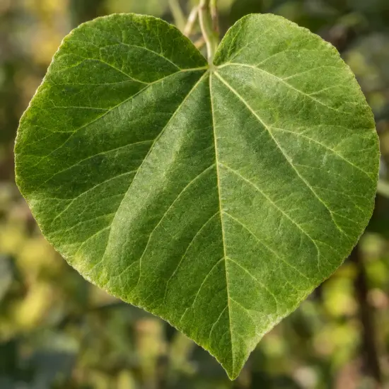 Paulownia 'Futuro' (Paulownia elongata) — gros plan sur une grande feuille cordiforme