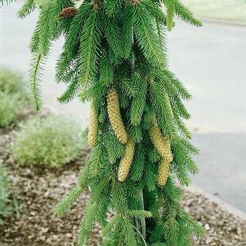 Sapin inversé 'Inversa'