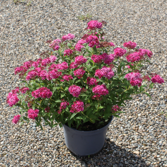 Spirée à floraison rouge 'Anthony waterer'