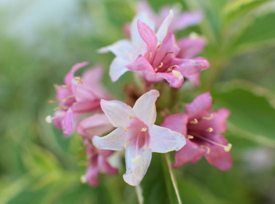Weigelia 'Marjorie'