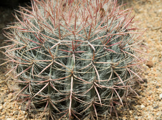 Cactus Féroce 'emoryi'