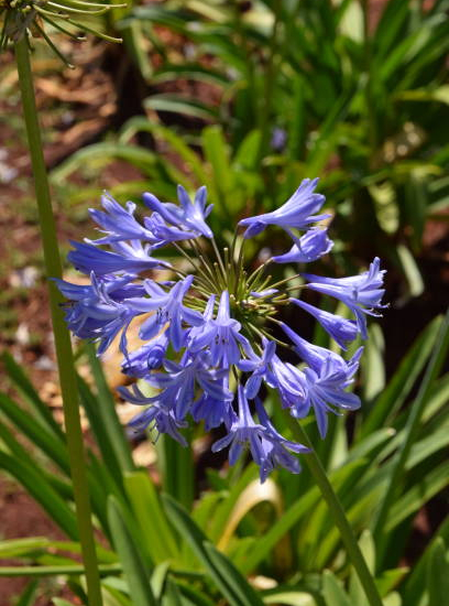Agapanthe africaine bleue 'Peter Pan'