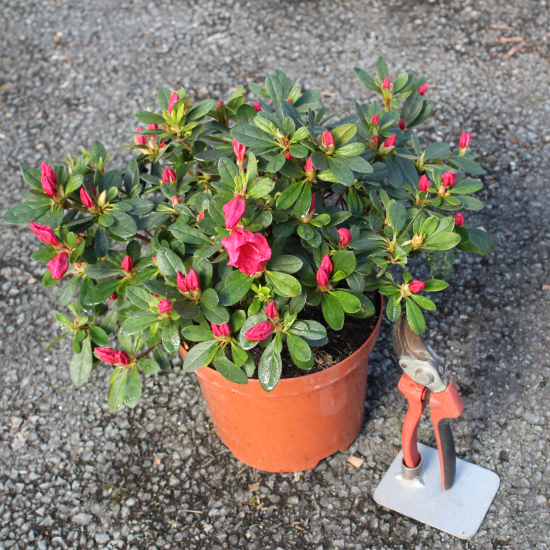 Azalée japonaise 'Hino crimson rouge'