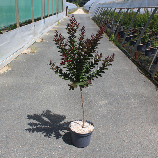 Lilas des indes 'Double feature'