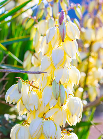 Yucca filamentosa