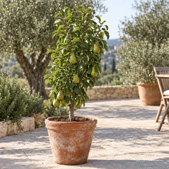 Poirier 'Garden pearl' (Pyrus communis) — petit arbre fruitier en pot sur terrasse