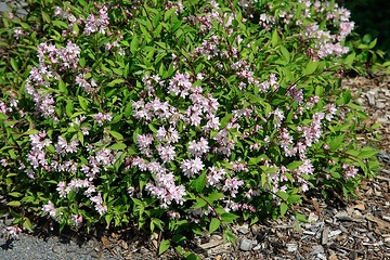 Deutzie 'Raspberry sundae'