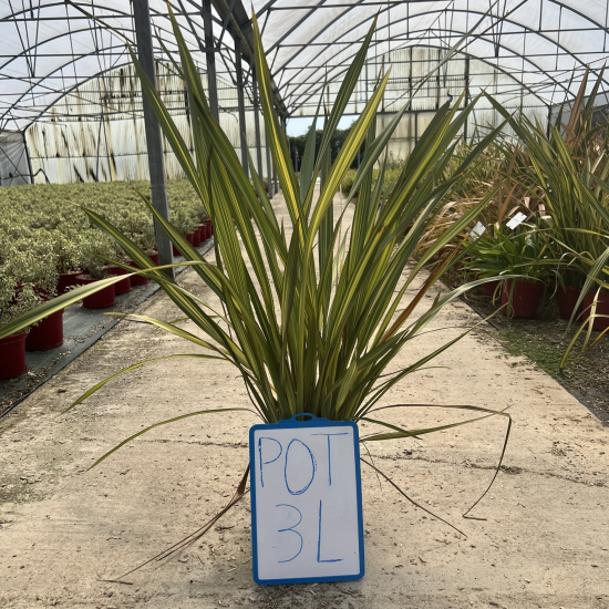 Lin de nouvelle-zélande 'Apricot queen'