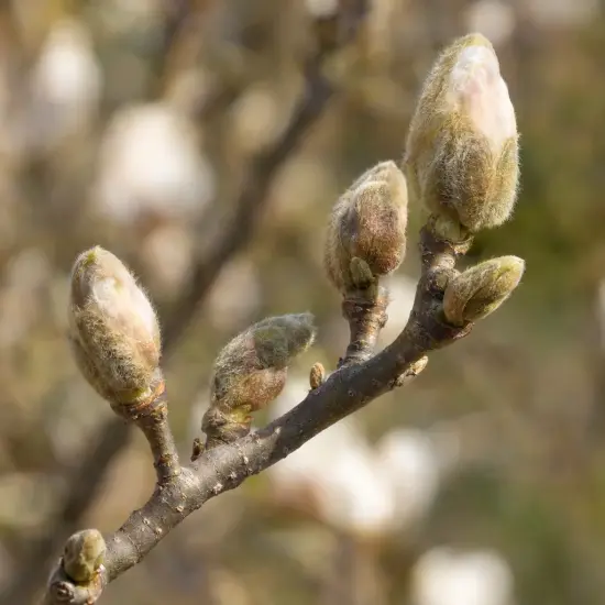 Magnolia de soulange 'Alba superba' (Magnolia soulangeana) — gros plan sur bourgeons velus sur branche