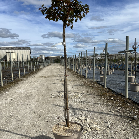 Rosier 'Camille pissarro'