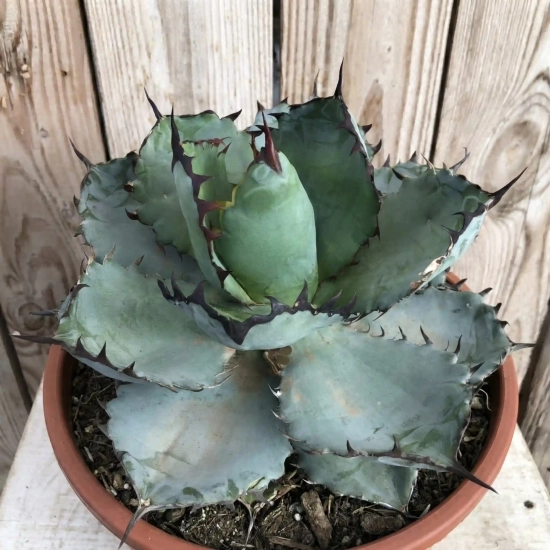 Agave 'Black and blue'