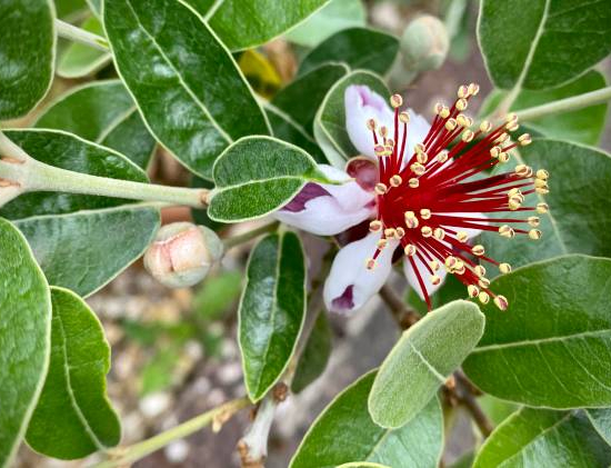 Feijoa 'Unique'
