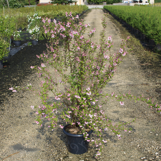 Deutzie 'Pride of rochester'