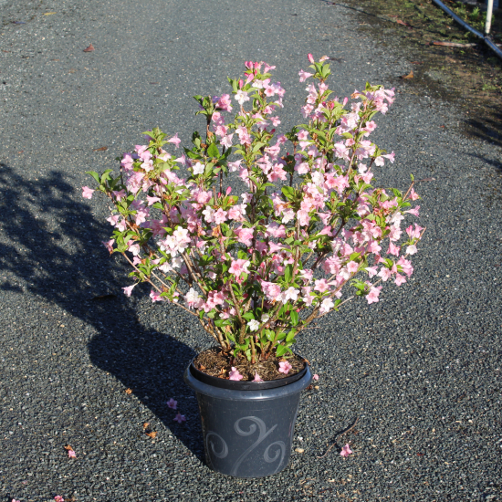 Weigelia 'Rosea'