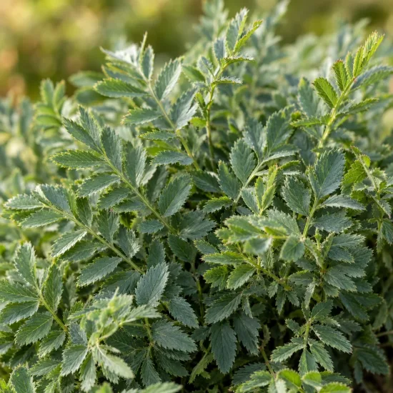Pimprenelle 'Tanna' (Sanguisorba officinalis) — gros plan sur feuillage vert finement denté · Photo d'illustration