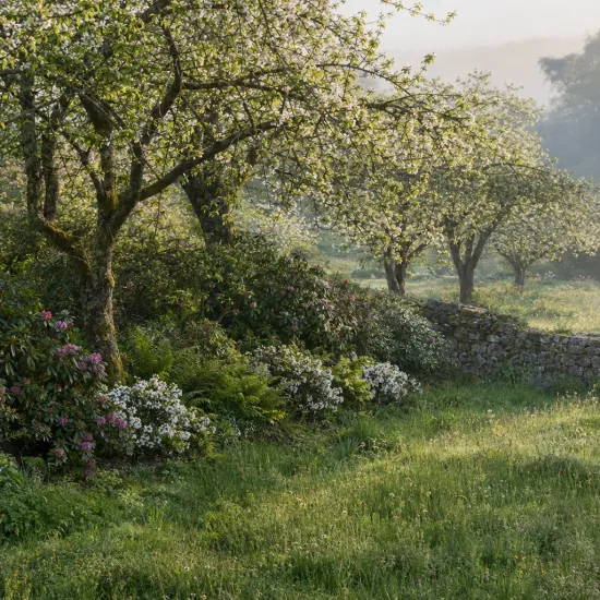 Azalée japonaise 'Steren whitekowhite' (Azalea japonica) — massifs fleuris sous grands arbres près d’un muret · Photo d'illustration