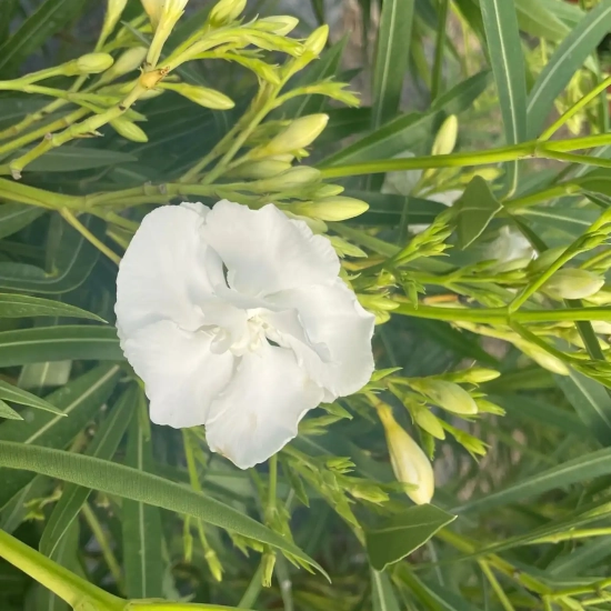 Laurier rose 'Candeur'