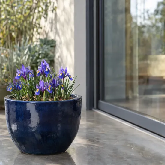 Iris nain naturalisable 'Louise' (Iris reticulata) — petites fleurs violettes en pot bleu vernissé sur terrasse · Photo d'illustration