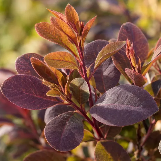 Arbre à perruque 'Magical ® torch' (Cotinus coggygria) — feuillage ovale pourpre et cuivré en gros plan · Photo d'illustration
