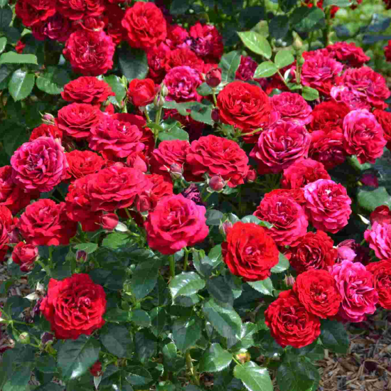 Rosier 'Coeurs de vendee'