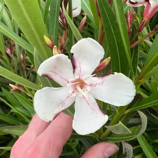 Laurier rose 'Harriet newding' (Nerium oleander) — gros plan de fleur blanche veinée de rose, photo 5