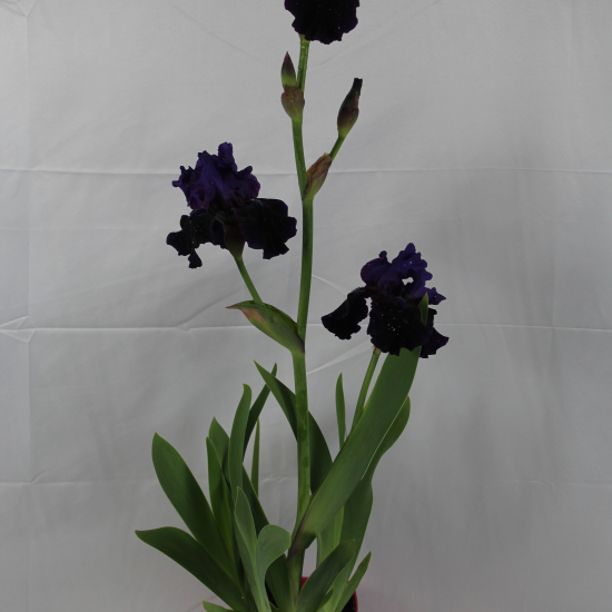 Iris d'allemagne 'Before the storm bleu'