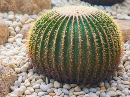 Cactus oursin