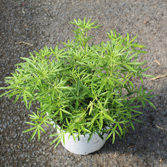 Oranger du mexique 'White dazzler'