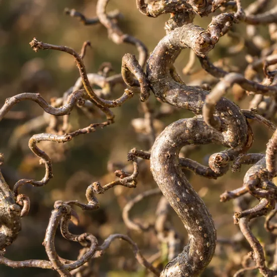 Noisetier tortueux nain 'Jww9' (Corylus avellana) — rameaux tortueux en gros plan serré · Photo d'illustration