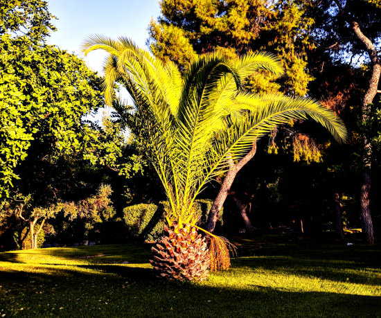 Phoenix canariensis
