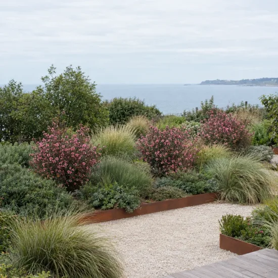 L’arbre à thé 'Rose' (Leptospermum scoparium) — massif côtier avec arbustes fleuris roses · Photo d'illustration