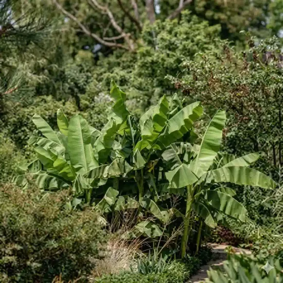 Bananier japonais 'Dajiao' (Musa) — grand feuillage tropical au centre d’un massif