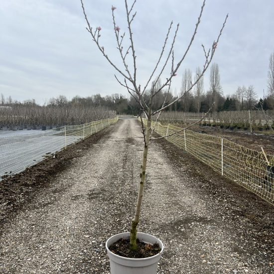 Nectarinier 'Olympio'