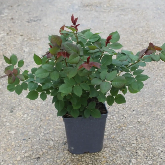 Rosier 'Lugdunum '