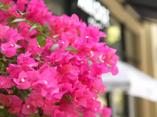 Bougainvillée glabra trep. 'rose'