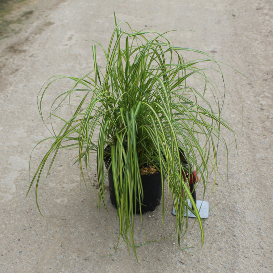 Calamagrostis à fleurs pointues 'England'