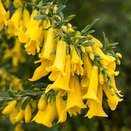 Sophora à petites feuilles argentées 'Sun king' (Sophora microphylla) — grappes de fleurs jaunes tubulaires et feuillage vert · Photo d'illustration