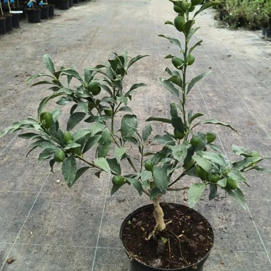 Kumquat