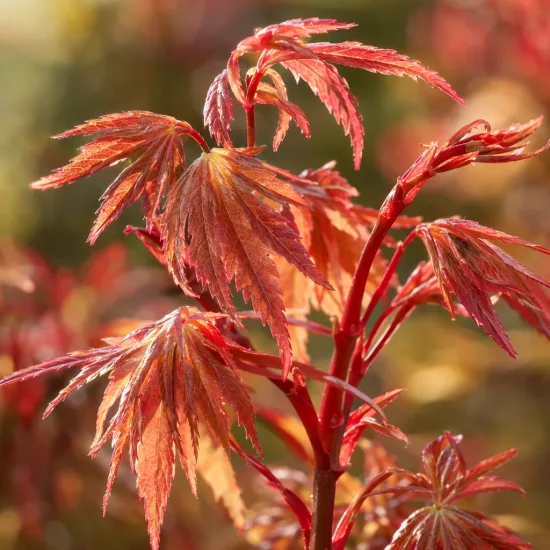 Érable du japon 'Fire glow' (Acer palmatum) — jeunes feuilles rouge orangé au soleil, gros plan · Photo d'illustration
