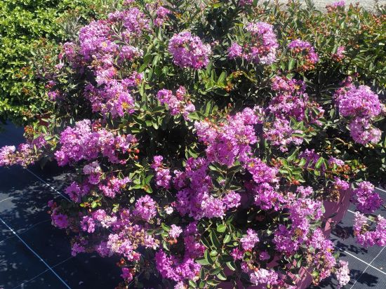 Lilas des indes 'Bonnet violet'