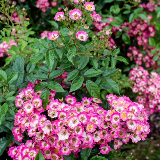 Rosier 'Bicolore vissegam'