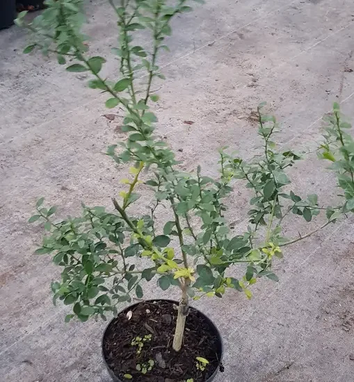 Citronnier caviar 'Pink crystal' (Citrus australasica) — jeune arbuste ramifié en pot de culture