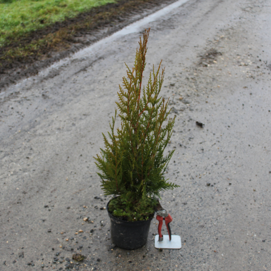 Thuya géant 'Atrovirens'