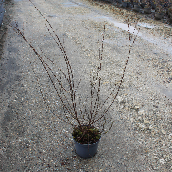 Spirée de printemps 'Fujino pink'