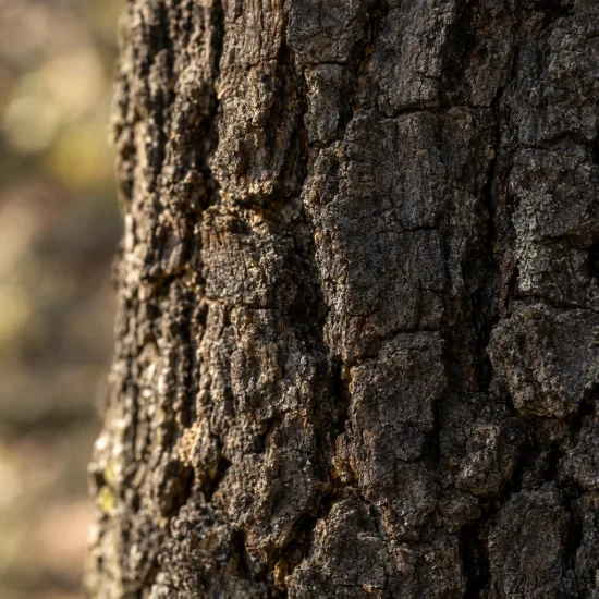 Chêne (Quercus pyrenaica) — gros plan sur écorce épaisse et fissurée · Photo d'illustration