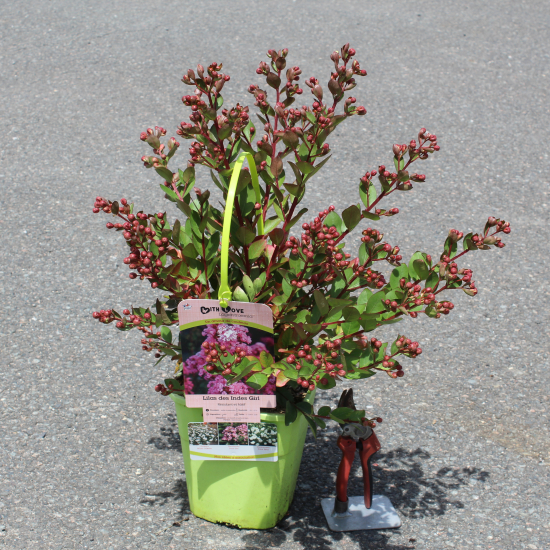 Lilas des indes 'Girl'