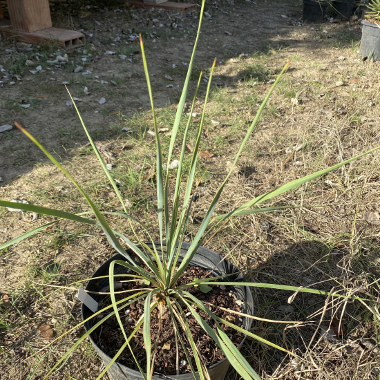 Yucca Rostrata
