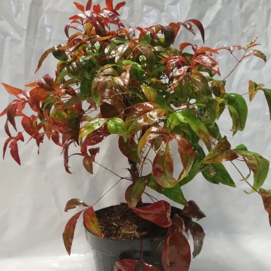 Bambou sacré Fire Power