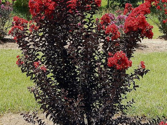 Lilas des indes 'Red hot'